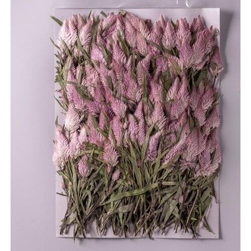 250pcs Pressed Dried Flower Celosia Argentea L Plants Herbarium For Makeup Jewelry Postcard Invitation Card Phone Case DIY