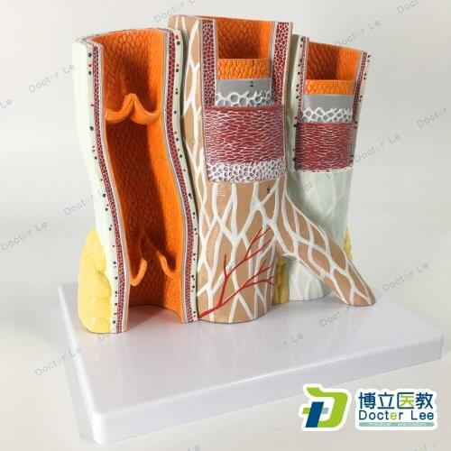 Artery and Vein Model 14 times life size in trauma anatomy skeleton anatomical shadow brain skull medical training manikins