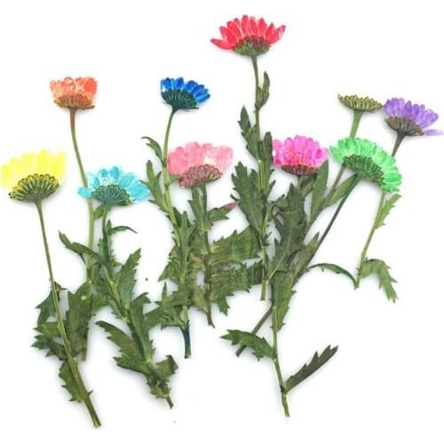 60pcs Side Pressed Dried Chrysanthemum Paludosum Flower Plants Herbarium For Jewelry Phone Case Bookmark Postcard Craft DIY