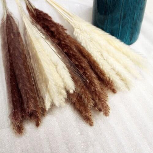 Boho Real Pampas Grass Decor Natural Fleurs Sechees Bouquet Artificial Plants Mariage Room Decoration Wedding Garden Party Decor