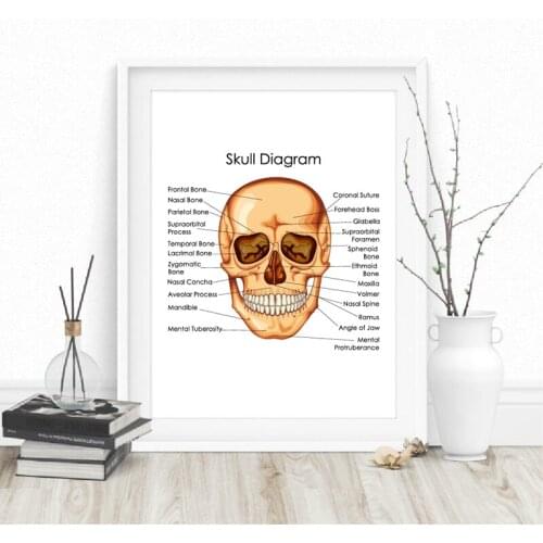 Human Anatomy Skull Diagram Poster Doctor Office Wall Art Decor Canvas Prints Medical Education Chart of Biology Art Painting
