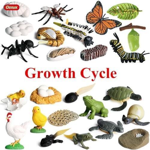 Oenux Animals Growth Cycle Model Frog Turtle Butterfly Hen Ant Mosquito Action Figures PVC Lovely Educational Baby Kids Toy