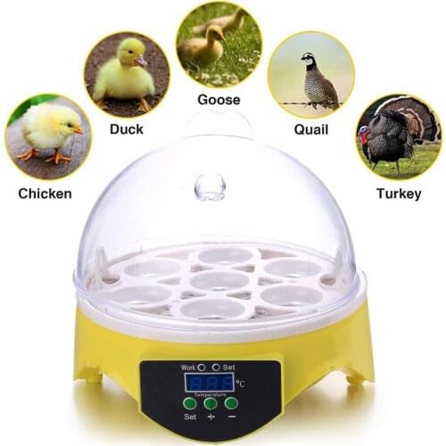 Mini 7pcs Egg Incubator Poultry Incubator Brooder Temperature Farm Hatchery Egg Incubator Chicken Duck Bird Pigeon Hatcher