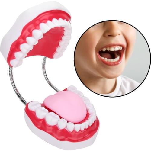 Dental Teeth Model Demonstration Teaching Teeth Model for Hospital Kindergarten