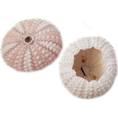 2 Pecies 3-5 cm White Pink Pearl Sea Urchin Decoration Natural Shell Conch Coral Starfish Gift Table Fish Tank Decoration Home