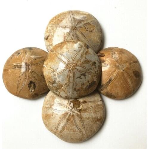 Drop Shipping 1PC 150-170g Rare Natural Jurassic Madagascar Sea Biscuit Urchin Fossil Sand Mineral Crystals