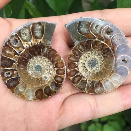 35g One Pair Half Cut Ammonite Shell Jurrassic Fossil Specimen Madagascar