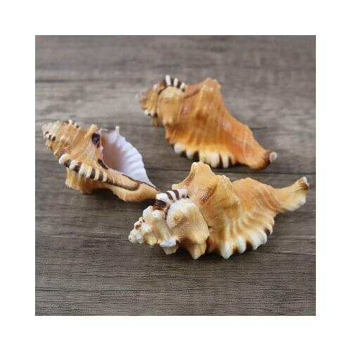 Elephant Nose French Conch Natural Shell Crafts Scarce Collection Exquisite Gift Marine Specimen