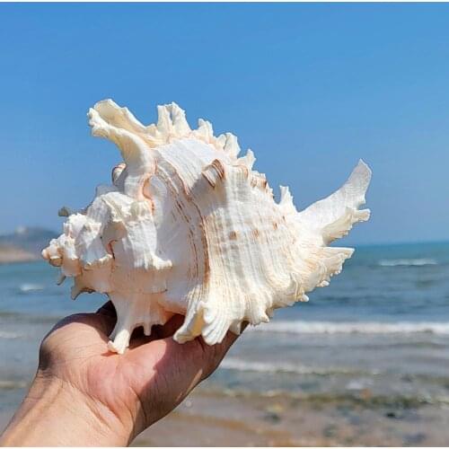 Natural Large Conch Shell Kirin Snail Thousands Of Hand Snail Collection Gifts Natural African Turban Seashell Coral Conch Snail