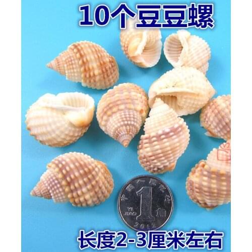 09 Decoration Crafts Natural conch shell decoration micro landscape shooting props 2CM