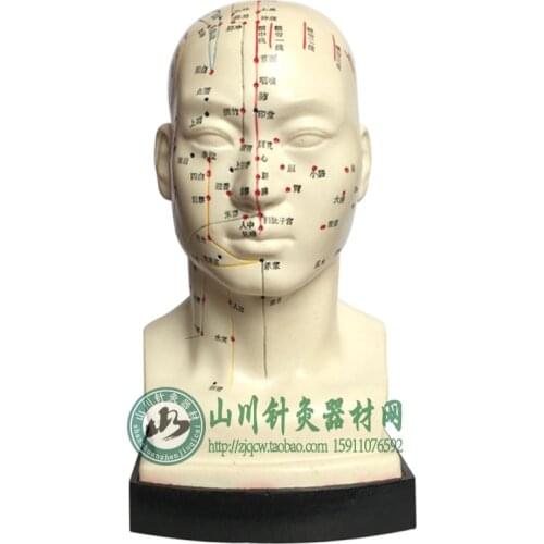 Human head Acupuncture model human model free shipping