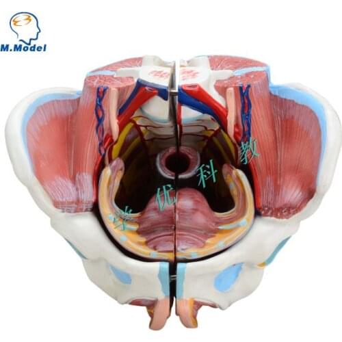 Female organ model with neurovascular