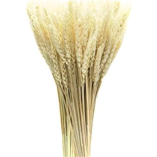 50pcs/Lot Real Wheat Ear Flower Natural Dried Flowers for Wedding Party Decoration Wheat Bouquet