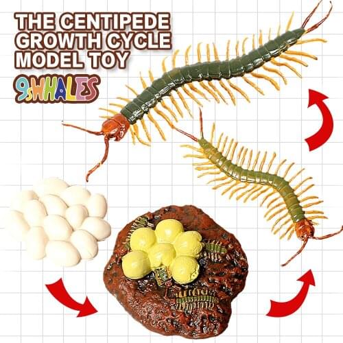 Realistic Insects Centipede Life Cycle Educational Fidget Toy Model Scene Design Simulation Powder Toy figurine Decoration Gifts
