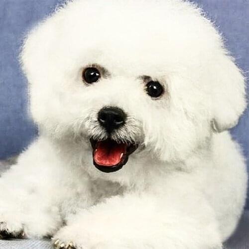 2019 new 5D crystal white cute bichon diamond painting diy diamond painting embroidery Home Decor dimond mosaic gift