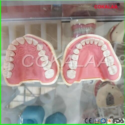 Dental Soft Gum Teeth Model Removable 28pc or 32pc can be select Teeth NISSIN 200 KAVO head model Compatible