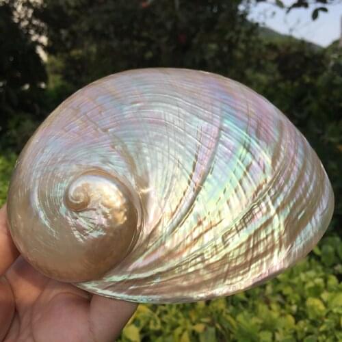 15-17cm Abalone Shell Nautical Home Decor Seashell Beach Wedding Ocean Decor Jewelry DIY Soap Dish Holder Aquarium Landscape