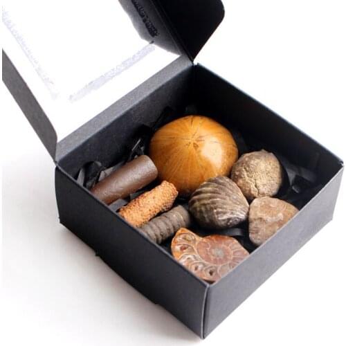 Natural Small Mixed Ammonite Fossil Seafish Minerals Specimen Rough Rock stone Healing Collection Gift Healing