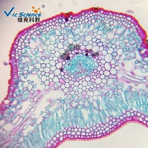 Microscope prepared slides for Medical and Teaching expriments