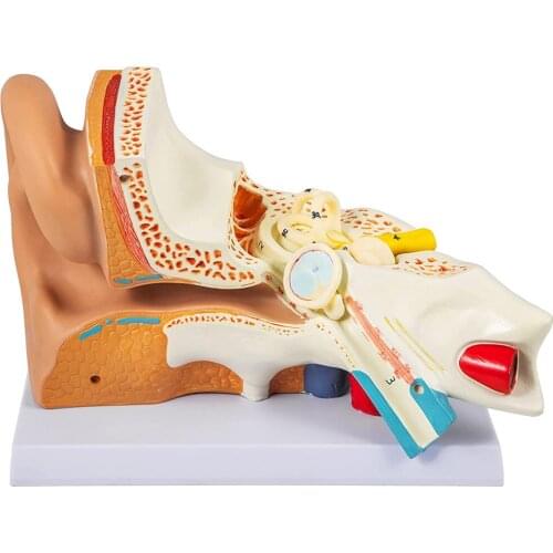 Human Ear Anatomy Model 3 Times Enlarged Human Ear Model PVC Plastic Anatomical Ear Model Ear Structure Medical Teaching Tool