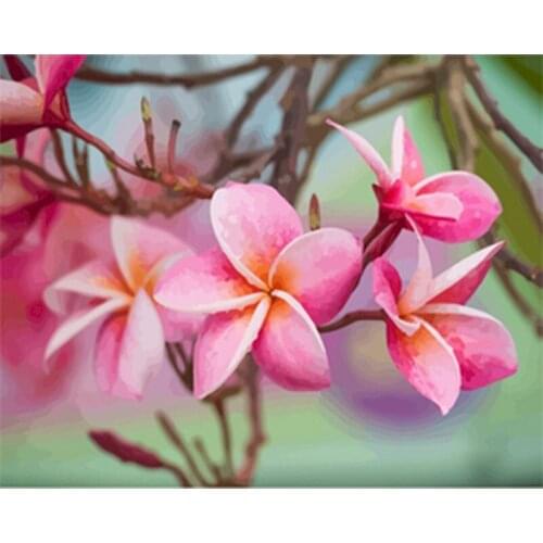 Frangipani DIY Painting By Numbers Flowers Canvas Pictures Oil Painting For Living Room Wall Art Home Design Decoration Gift