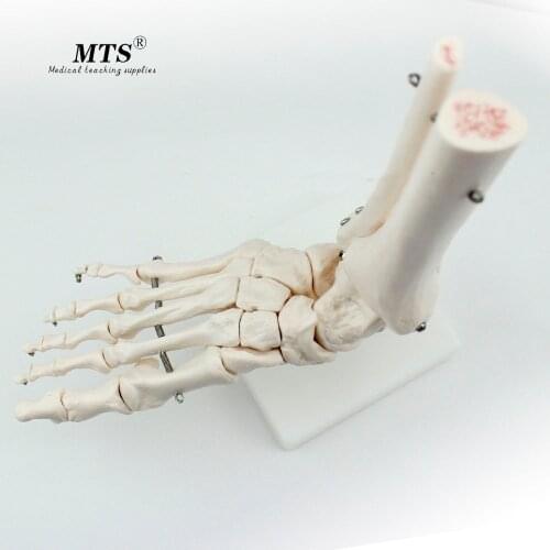 Ankle Joint Model Humerus Foot Bone Skeleton Model High Quality Medical Science Doctor Recommended