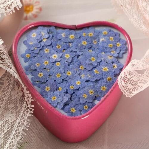 YUNZHI Dried Flower Myosotis Sylvatica Flower DIY Drip Glue Pressed Flower Nail Art Soap Candle Paper Making Handmade