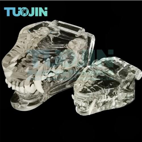 Dental Oral Teaching Model Dog Teeth And Cat Teeth Veterinary Canine Teeth Model Teaching Aids Demonstration Model