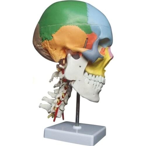 Colored Function Skull Cervical Vertebrae with Nerves Anatomical Didactic Models Natural Life Size