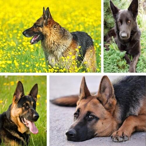 Dog German Shepherd Diamond Painting Animals Square Full Drill Novelty DIY Mosaic Embroidery 5D Cross Stitch Home Decor Gifts