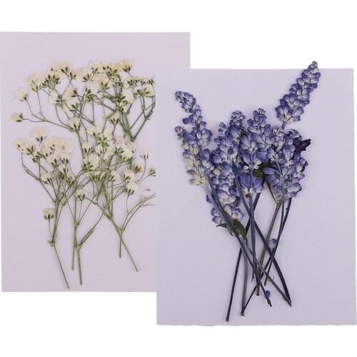 20pcs Pressed Dried Flower DIY Craft Jewelry Making Handmade Resin Ornaments 10pcs Sage flowers + 10pcs babysbreath
