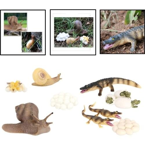 2 sets kids simulation animal figure crocodile snail growth process play set