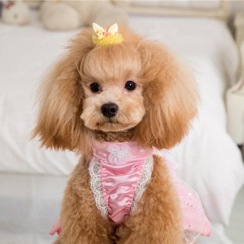 The new act the role ofing is tasted pet dog BB clip tire a bowknot lace hairpins undertakes 30pcs