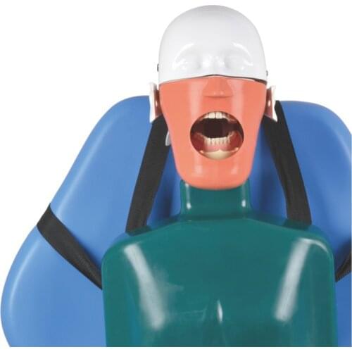 Dental Simulation Teeth Model Dentistry Manikins Phantom Head Sennior with Torso for Dental Teaching Model