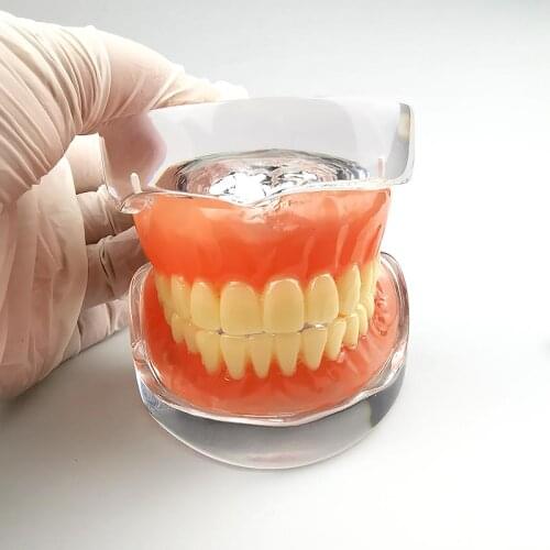 Dental Study Teaching Model Standard Model with Clear Base Teeth Model