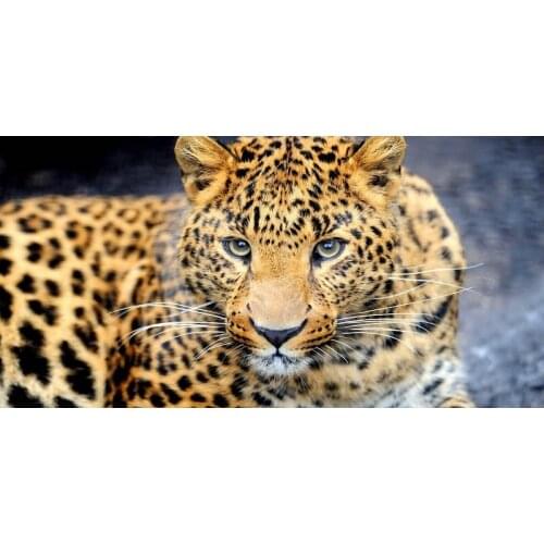 Beach Towels Custom Leopard Printed Microfiber Bath Towel Gym Sport Drying Travel Bath Towel 70x140cm