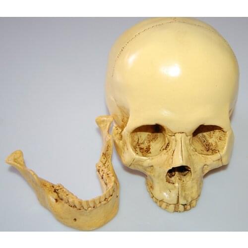 Resin Replica 1:1 Real Life Human Anatomy Skull Skeleton Yellow