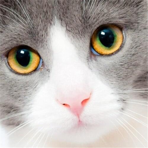 Animal Cat DIY Embroidery Cross Stitch 11CT Kits Needlework Craft Set Cotton Thread Printed Canvas Home Decoration Sell