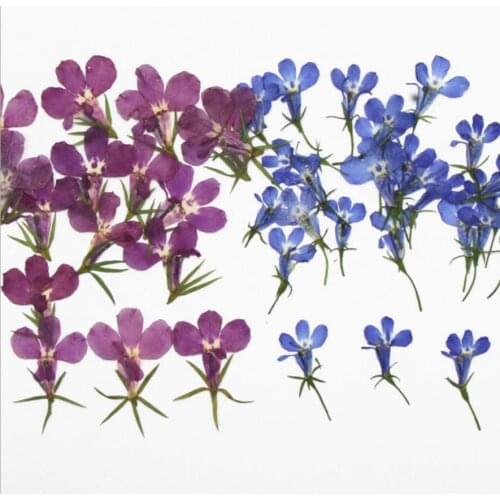 120pcs Lobelia erinus Pressed Dried Flower Filler For Epoxy Resin Jewelry Making Postcard Frame Phone Case Craft DIY