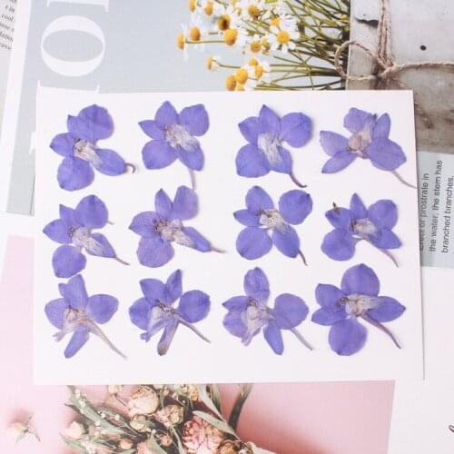100pcs,Nature Real Touch Pressed Flower,Consolida Ajacis Leaf Petals DIY Craft Bookmark Gift Card,Flores Secas Facial Decoration