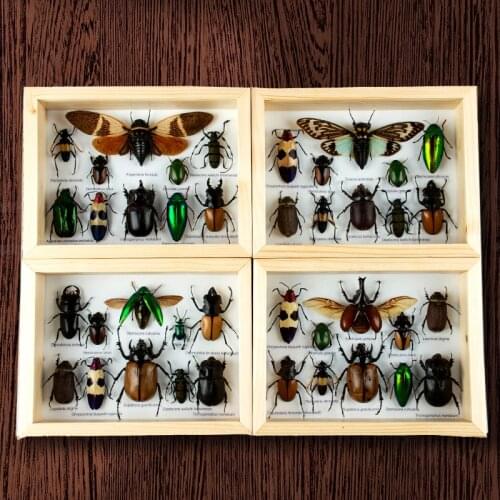 Solid wood border real insect specimens new year childrens gifts kindergarten teaching aids