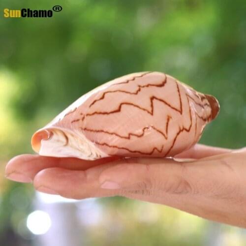 Scenic Conch Shell Conch Micro-Scenic DIY Mediterranean Drifting Bottle Platform Tank Aquarium Landscape Decoration Ornaments