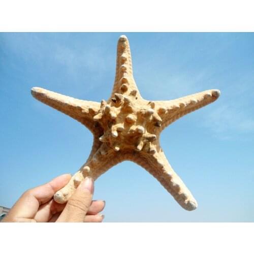 HappyKiss Natural steamed bread starfish aquarium decorations The Mediterranean household adornment wall stickers Specimens