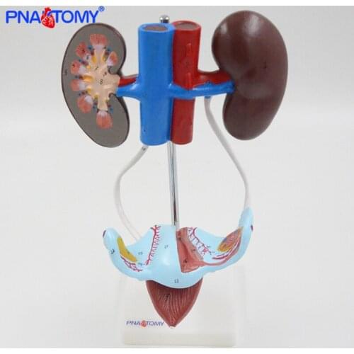 Life Size Female Urinary System Model Kidney Artery and Vein Bladder and Uterus Anatomy Medical Teaching Tool PNATOMY