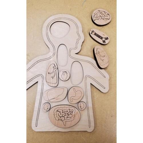 3D Painted Wooden Human Bodies Puzzle Anatomy Biology Science Kids Toys IQ Developer Jigsaw Imagination Ornament Intelligence
