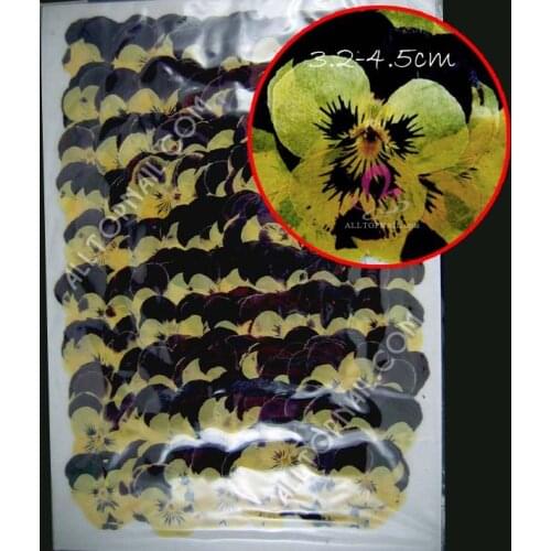 1000pcs/ vacuumize bag dried flowers Viola tricolor pansies professional pressed flower