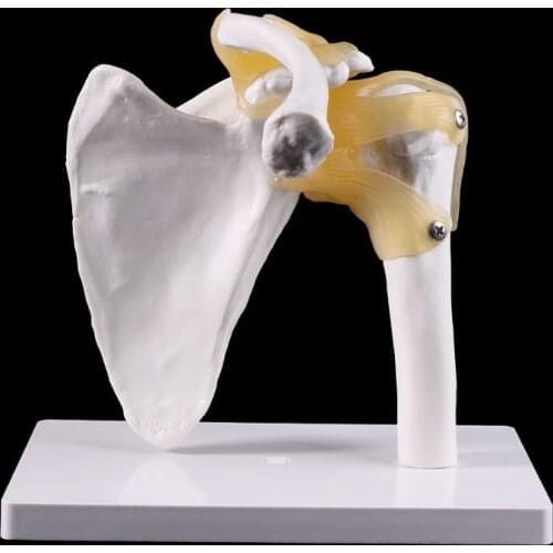 Functional Anatomical Life Size Human Anatomy Skeleton Shoulder Joint Bone Muscle Model For Teaching Study Tool 20CB