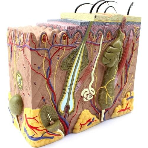 70X Life Size Anatomical Human Skin Block Model Medical Dermatology Anatomy