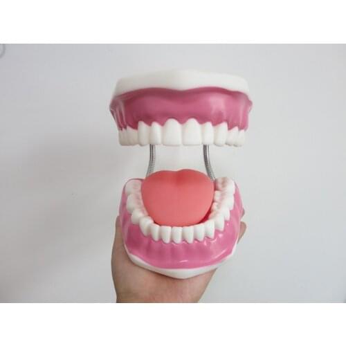 High Quality 6 times big teeth model dental model Special decoration dentist Clinic personalized decorative Figurines