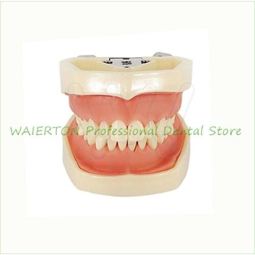 Dental Typodont Model 28 pcs Removable Teeth Kilgore Nissin All Removable